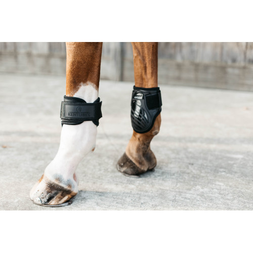 Cositori Pentru Cai Tineri Kentucky 