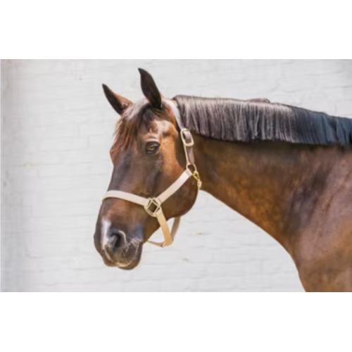 Capastru Din Nylon Kentucky 