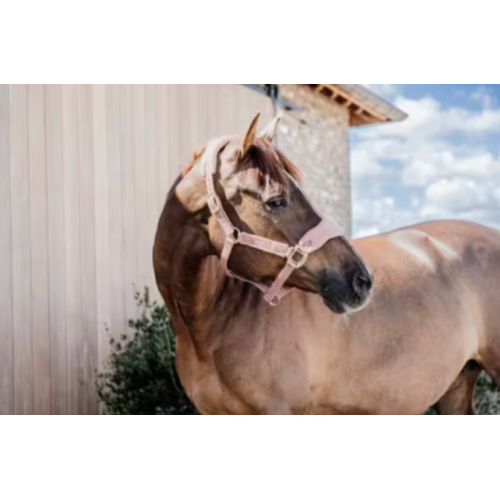 Capastru Cu Fleece Teddy Kentucky 