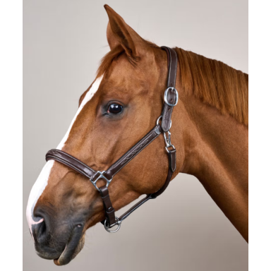 Capastru Fancy Dy'on 