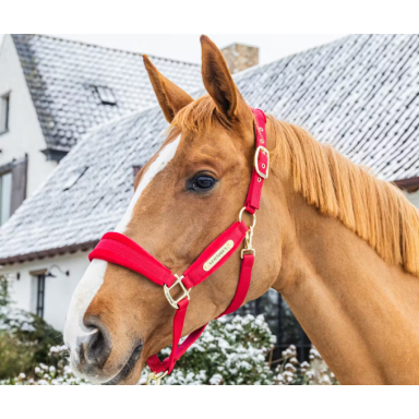 Capastru Velvet Kentucky 