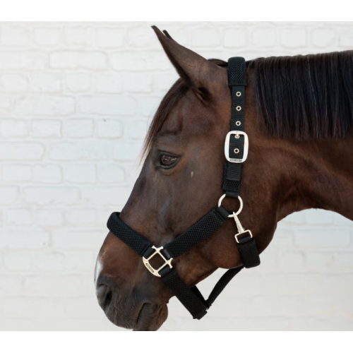 Capastru 3D Mesh Kentucky 