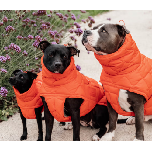 Hainuta De Iarna Pentru Catei Kentuky Pina 