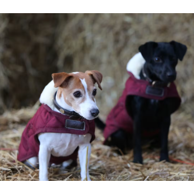 Haina Catei Kentucky Original 