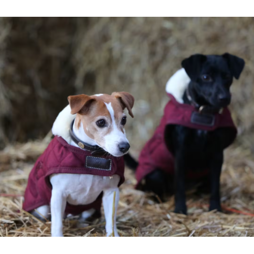 Haina Catei Kentucky Original 