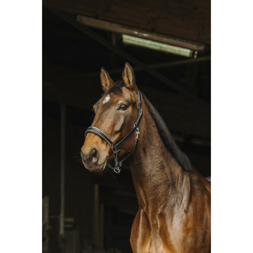 Capastru Piele Rock Norton