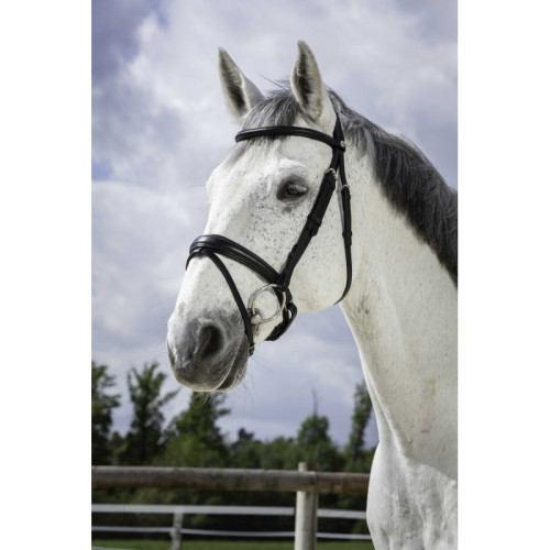 Frau Soft Norton Pro 