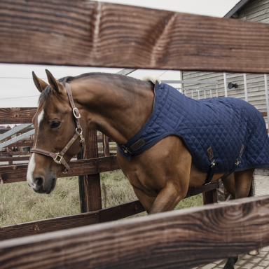 Patura Kentucky Walker 