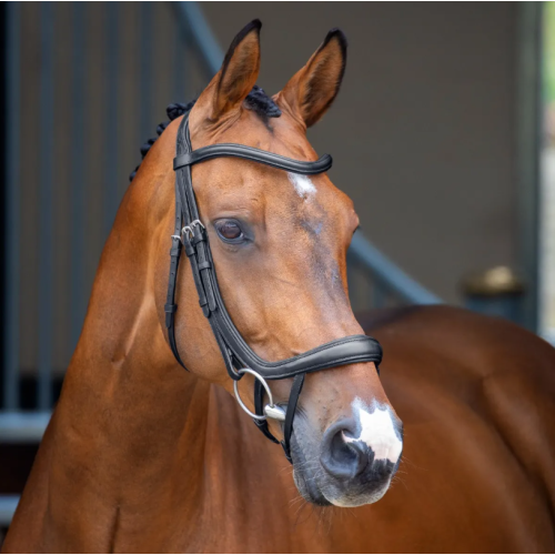 Frau Anatomic  Shires 